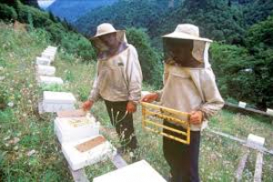 Arıçılıqla məşğul olanlara ŞAD XƏBƏR