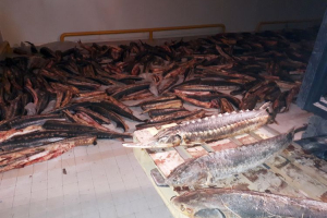 Gömrükdə ton yarım nərə balığı aşkarlandı - FOTOLAR