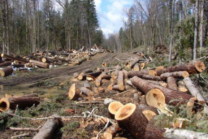Zaqatalada 40 ağacın kəsilməsi ilə bağlı cinayət işi başlanılıb

